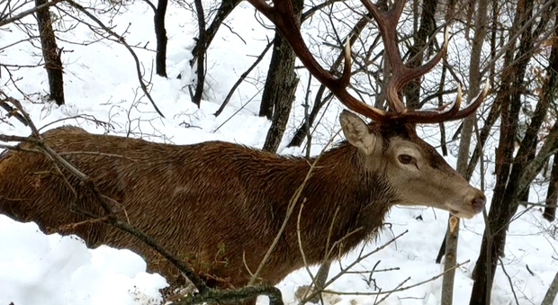 Acquasanta, splendido cervo bloccato nella neve salvato dalla Forestale