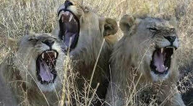 Due leonesse divorano la guida di un parco safari in Sudafrica