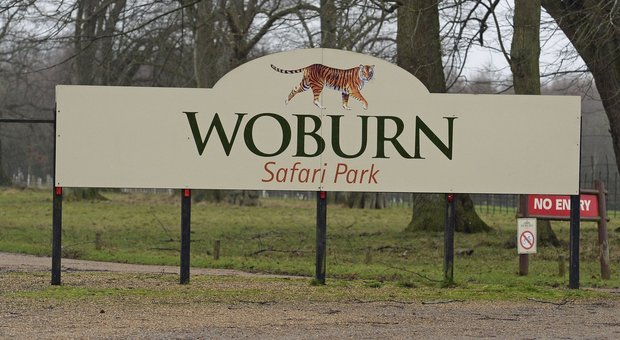 Londra, incendio al Woburn Safari Park: morte 13 scimmie
