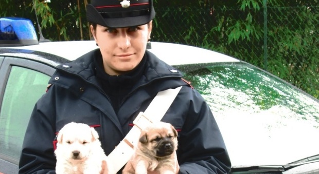 Frosinone, due cuccioli appena nati abbandonati in un monitor per pc: indagano i carabinieri