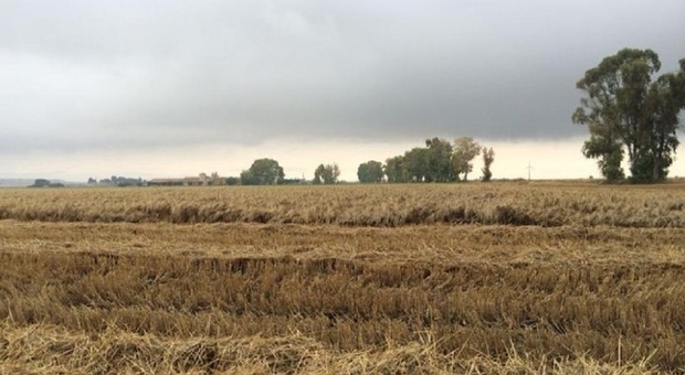 Agricoltori, crisi senza fine: a rischio i raccolti di cereali. «Prima la siccità, ora troppa pioggia»