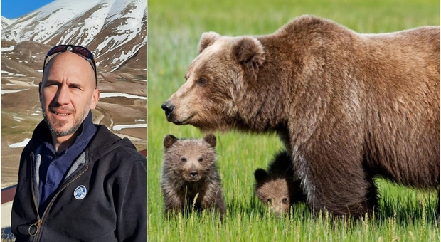 Andrea Papi, l'orsa Jj4 è mamma. Lo zoologo: «Ha partorito all inizio del 2022, se uccisa i cuccioli possono cavarsela da soli»