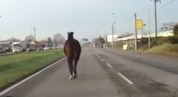 Monza, incredibile ma vero: cavallo libero in strada, corre tra camion e auto. Salvato in extremis