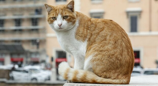 Variante inglese covid scoperta su un gatto: contagiato dai proprietari, è il primo caso in Italia