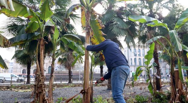 Addio alle palme dopo 7 anni: piante alpine in piazza Duomo