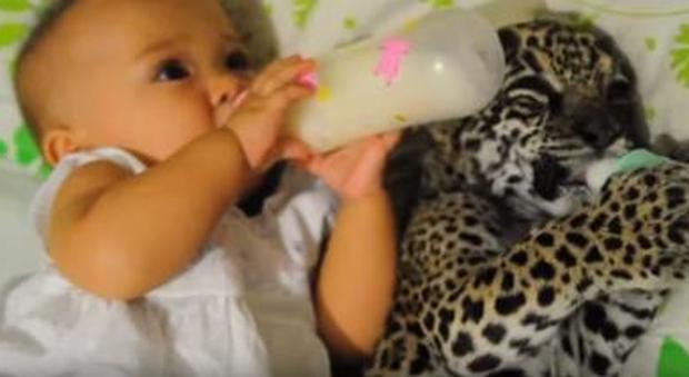 La bimba di 8 mesi beve il biberon con il cucciolo di giaguaro, il video fa impazzire il web