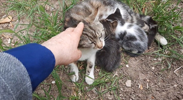 Quattro "fiocchi" nella colonia felina allestita nei giardini della Direzione generale Asl