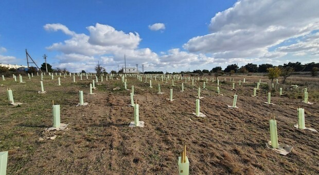 Arbolia realizza a Taranto un nuovo bosco urbano da oltre 4.500 piante