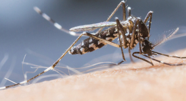 immagine Treviso, allarme febbre Dengue dopo la vacanza a Bali