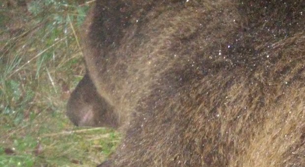 Orsa uccisa in Trentino, gli animalisti: «Già 100 vacanze disdette»