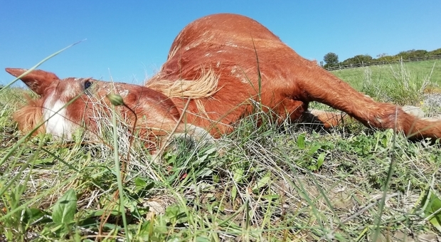 Il giallo dei cavalli morti al Centro di recupero di Volterra. Nella foto, Gilda, uno degli ultimi esemplari rimasti uccisi. (immagine concessa da Italian Horse Protection Onlus)