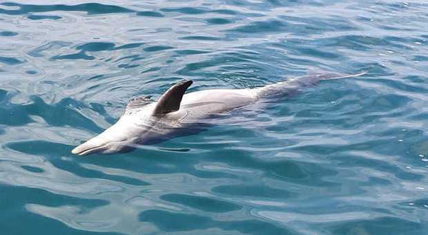 Delfino femmina trovato morto sulla spiaggia: «Taglio profondo forse provocato dall'elica di una barca»