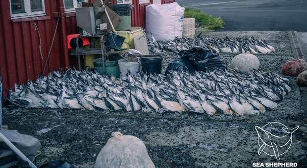 Alcuni dei migliaia di giovani uccelli marini uccisi alle Faroe (immag diffuse da Sea Shepherd)