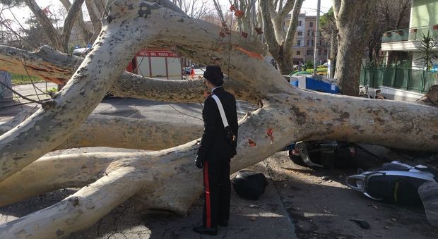 Roma, platano di 25 metri crolla su auto: automobilista ferita