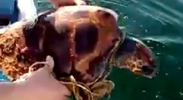 Tartaruga prigioniera di una rete da pesca salvata nelle acque di Ischia