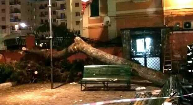 Napoli, emergenza maltempo: crolla albero a piazzetta Arenella