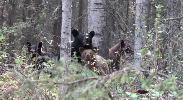 Mamma orso attacca un fotografo per proteggere i cuccioli