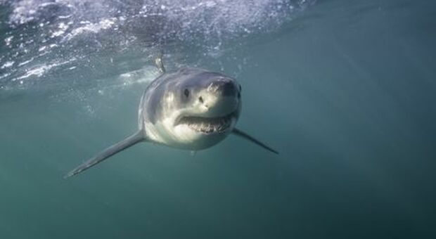 Il grande viaggio dello squalo bianco "regina": attraversa l'oceano per partorire
