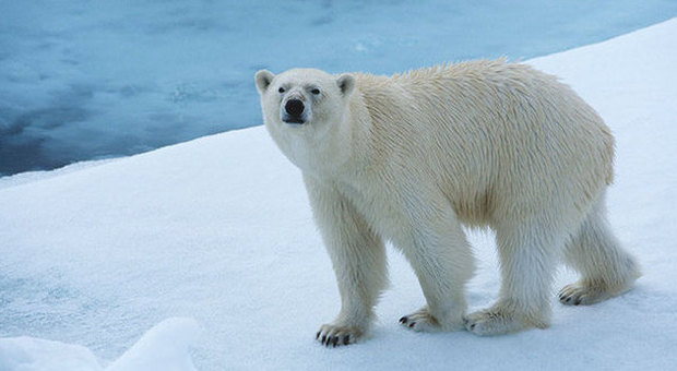 Norvegia, gli orsi polari mangiano i delfini: l'effetto choc del riscaldamento globale