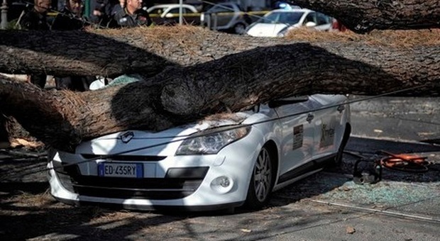 Roma, pino si schianta su tre auto, il racconto dell'automobilista «Salva per miracolo»
