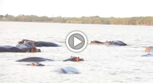 Lo squalo attacca un branco di ippopotami, l'incredibile video girato in Sudafrica