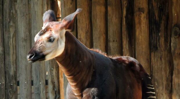 Italo compie un anno allo zoo di Falconara: è un raro esemplare di okapi a rischio estinzione