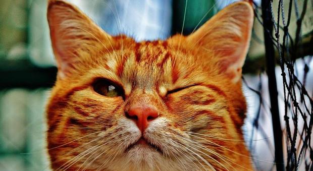 "I gatti non fanno impazzire", una ricerca smentisce i timori sui felini