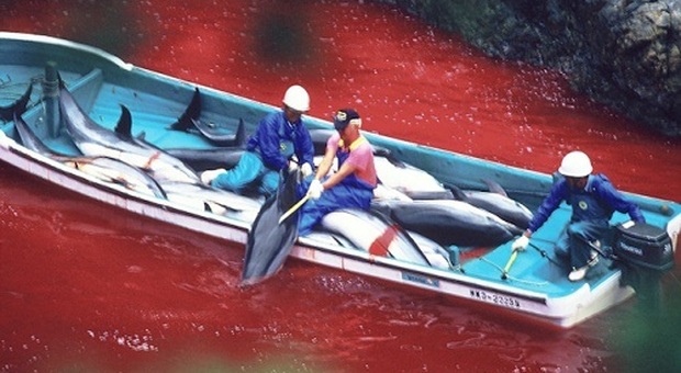 Un momento della caccia ai delfini nella baia giapponese di Taiji. (foto tratta da The Cove)