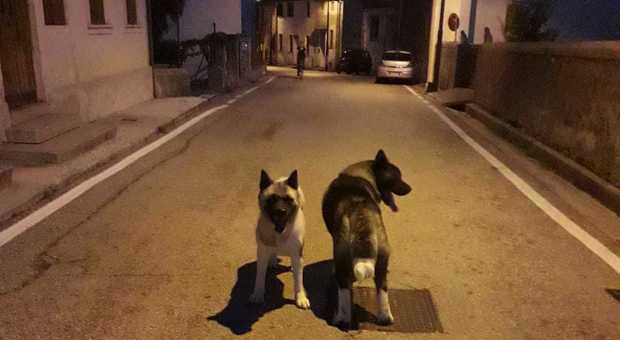 I due grossi cani Akita girano indisturbati per le strade di Caneva: hanno ridotto un cagnolino in fin di vita