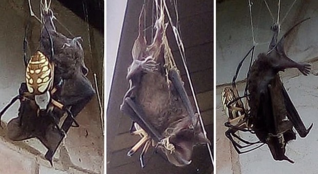 Il ragno cattura un pipistrello: l'incredibile video che arriva dal Texas