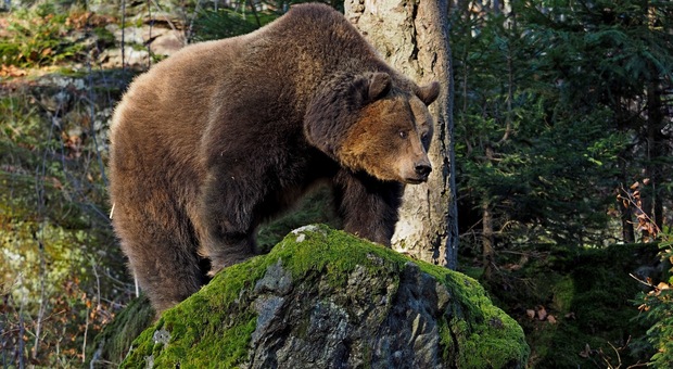 Contro orsi e lupi la Regione Fvg è pronta a schierare i “vigilantes” di guardia ai gregge
