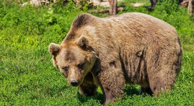 Fasano, lo ZooSafari ci riprova: pronti ad accogliere l'orsa Jj4 e i suoi cuccioli