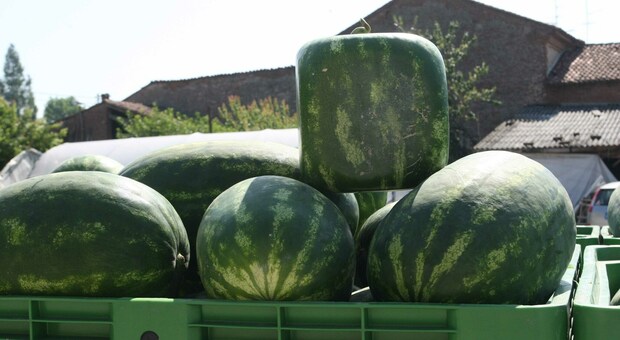 Produzione in costante crescita: meloni e cocomeri i preferiti dell’estate per battere la sete