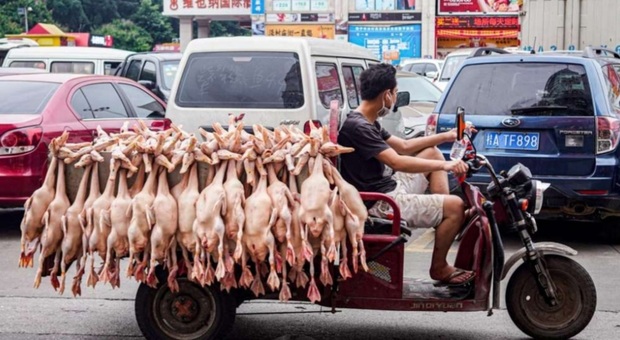 Wet Market in Cina, Animal Equality: "Nulla è cambiato". (immagini e video pubbl da Animal Equality Italia su Fb)