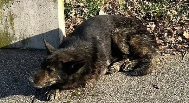 Black, cane pastore tedesco, fugge da casa spaventato dai botti di Capodanno: «Ha percorso 100 km». Ritrovato dopo 15 giorni