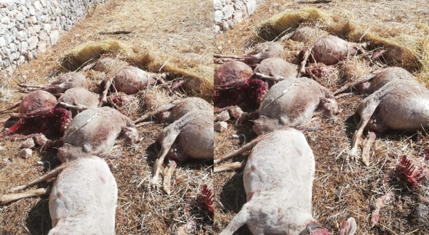 Strage di pecore nelle campagne di Melendugno: si teme la presenza di un branco di lupi