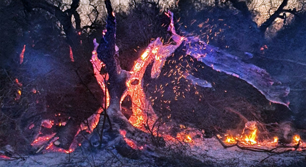 Il "cuore" del Salento continua a bruciare: distrutti altri 500 ulivi