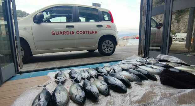 Pesca illegale a Cetara, Guardia Costiera sequestra tonni rossi sotto misura