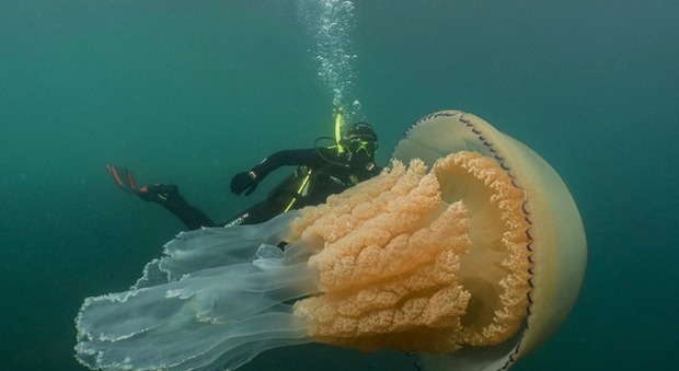 Avvistata una medusa gigante: «Grande quasi quanto un uomo». Le immagini impressionanti