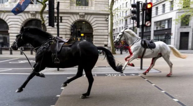 Londra, due cavalli reali seminano il panico per le vie della città: incidenti e quattro feriti