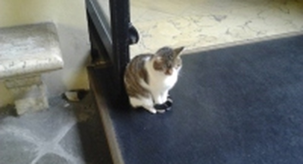 Romeo, il gatto del municipio amato dai vicentini e dai turisti