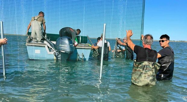 Gli allevatori, disperati, stanno installando recinti per proteggere i molluschi dai granchi