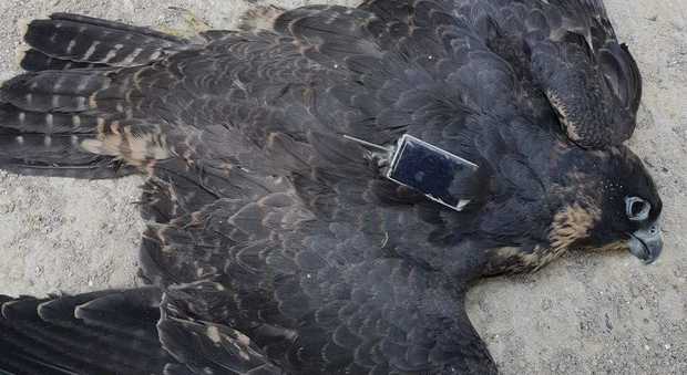 Morto il falco nato sul Pirellone, trovato stramazzato al suolo: ecco cosa gli è successo