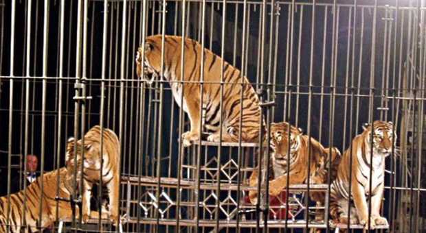 Uccisero il domatore, ora le tigri saranno trasferite e vendute all'estero