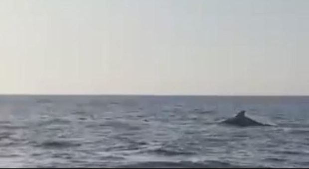 Santa Marinella, avvistato un delfino: nuotava verso Civitavecchia