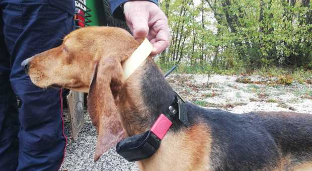 Cani con collare elettrico: denunciati i proprietari dai Carabinieri Forestali