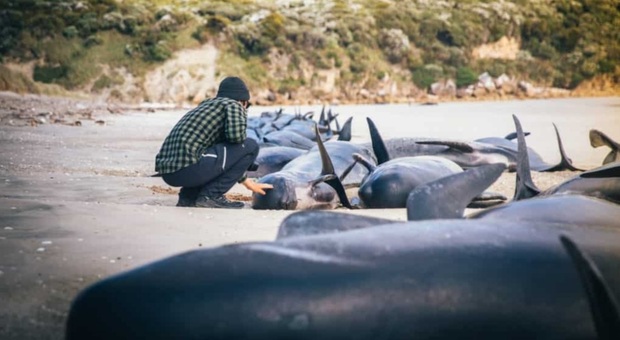 Balene, strage in Nuova Zelanda: più di cento esemplari spiaggiati. Molti già morti