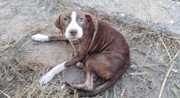 Anziano malato di alzheimer si perde nei boschi, salvato da un cane randagio: sarà adottato