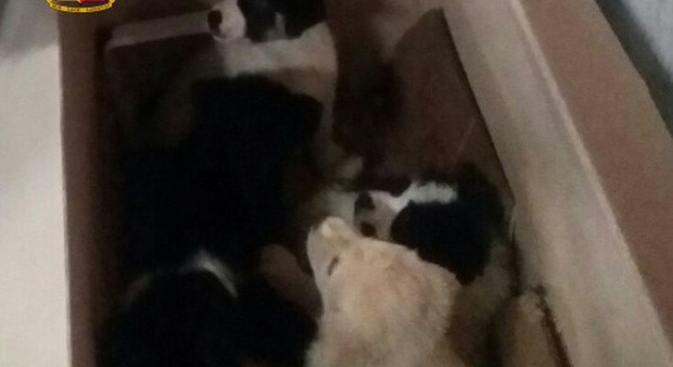 Frosinone, cinque cuccioli abbandonati in uno scatolone salvati dalla polizia