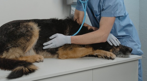Montebelluna. Controllo del microchip, padrone libera cinque cani che aggrediscono il veterinario: denunciato per lesioni
